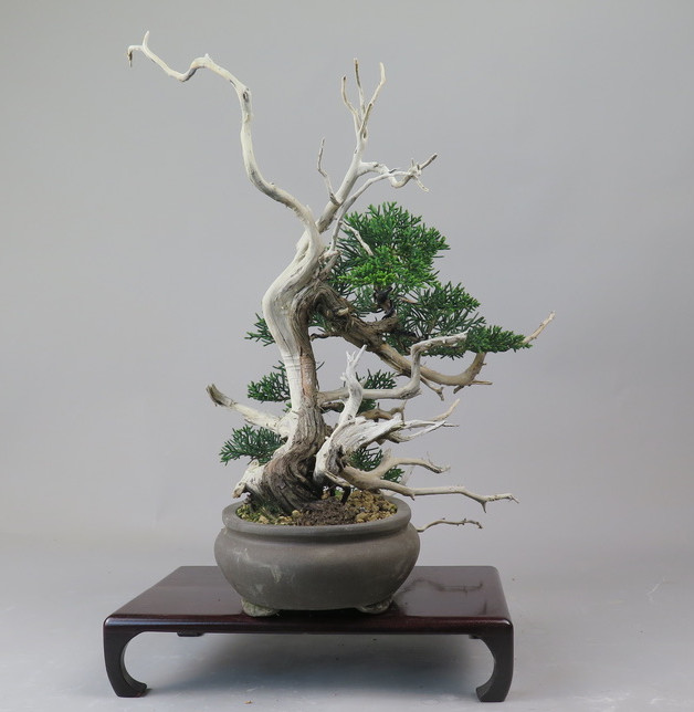 Bonsai de Juniperus chinensis