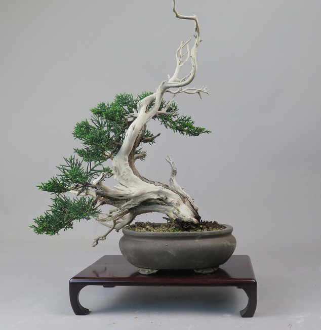 Bonsai de Juniperus chinensis