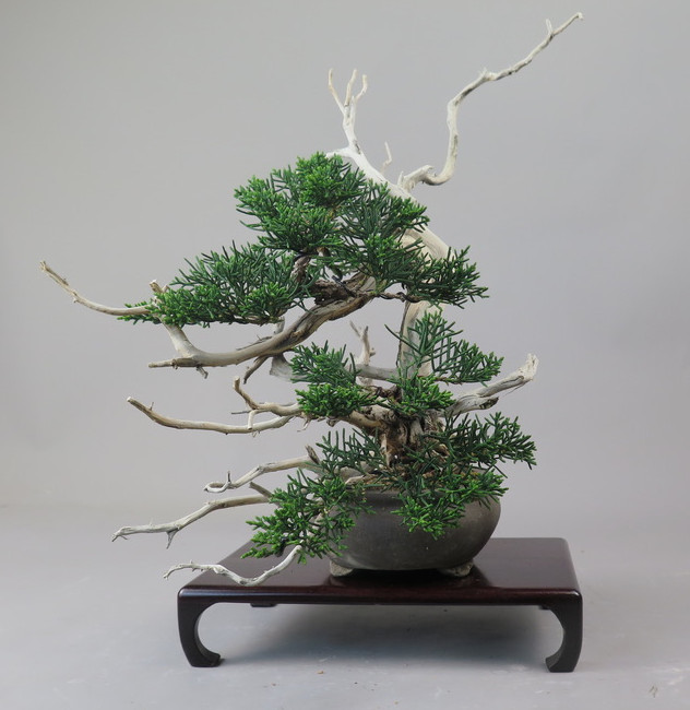 Bonsai de Juniperus chinensis