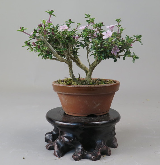 Bonsai de serisa