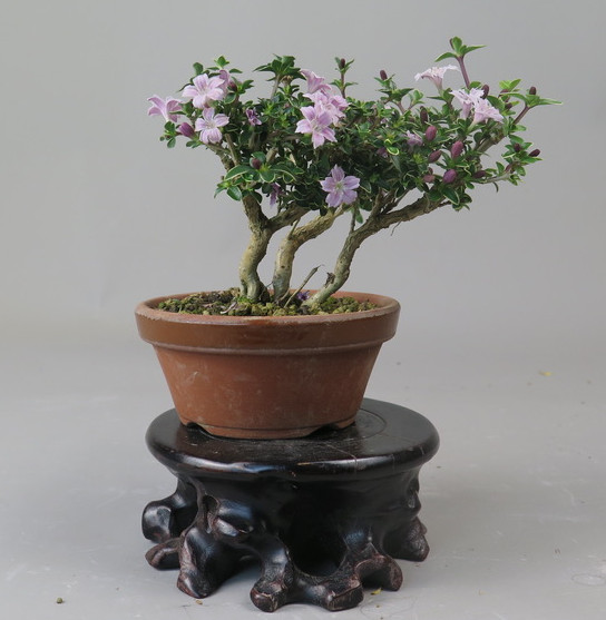 Bonsai de serisa