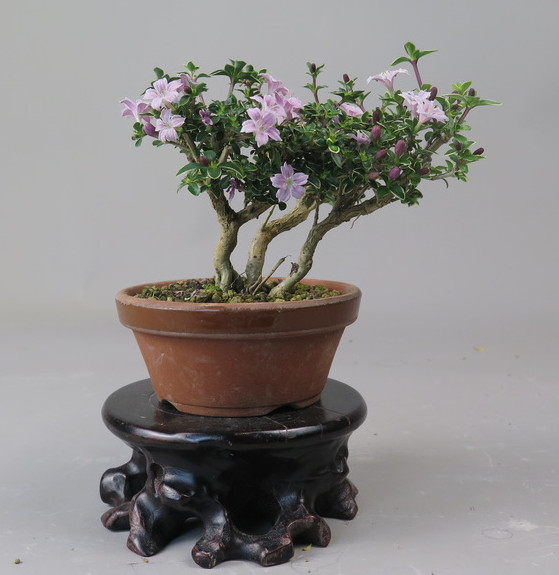 Bonsai de serisa