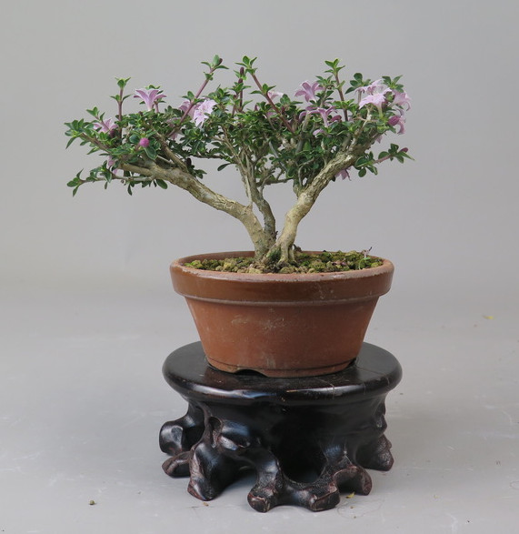 Bonsai de serisa