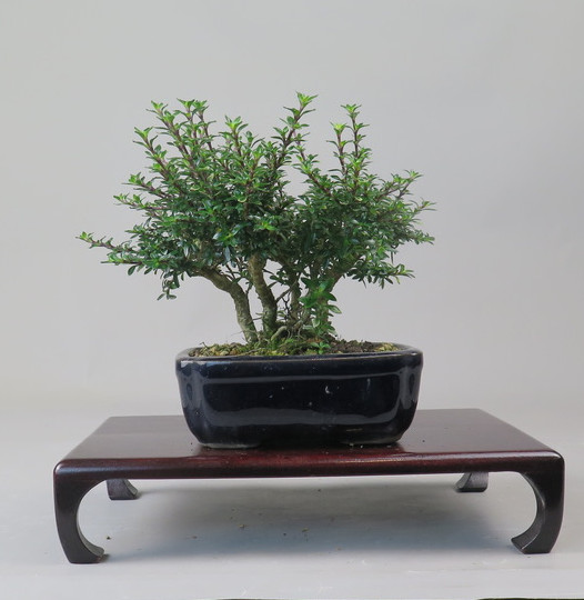 Bonsai de serisa