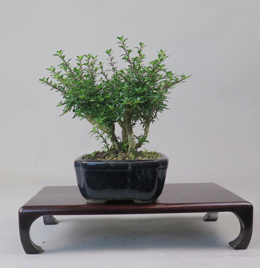 Bonsai de serisa