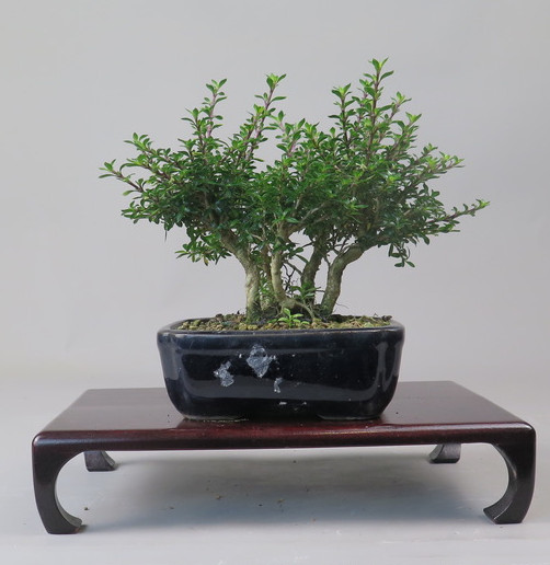 Bonsai de serisa