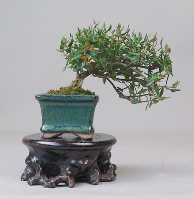 Bonsai de Trachelospermum