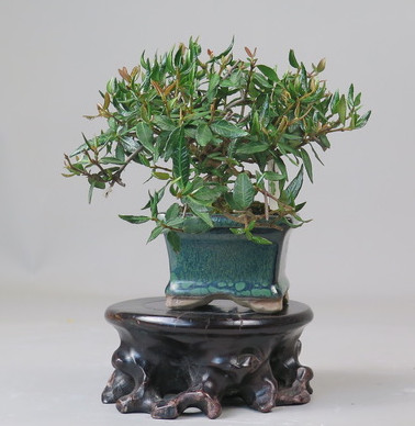 Bonsai de Trachelospermum