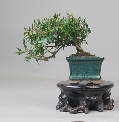 Bonsai de Trachelospermum
