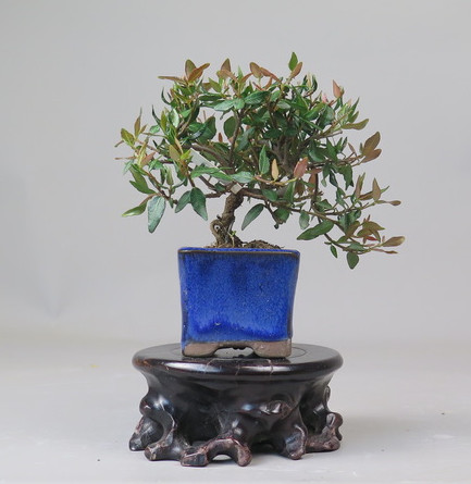 Bonsai de Trachelospermum