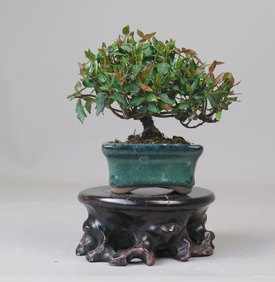 Bonsai de Trachelospermum