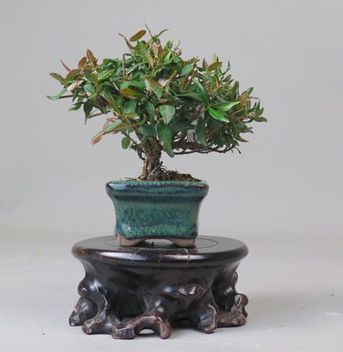 Bonsai de Trachelospermum