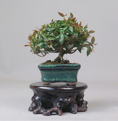 Bonsai de Trachelospermum