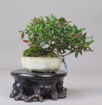 Bonsai de Trachelospermum
