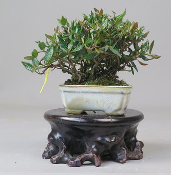 Bonsai de Trachelospermum
