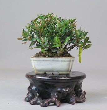 Bonsai de Trachelospermum