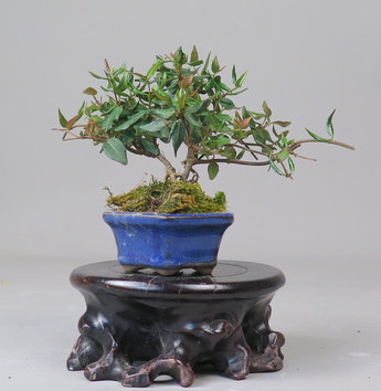 Bonsai de Trachelospermum