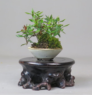 Bonsai de Trachelospermum