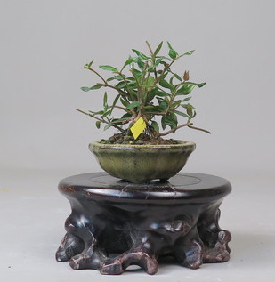 Bonsai de Trachelospermum
