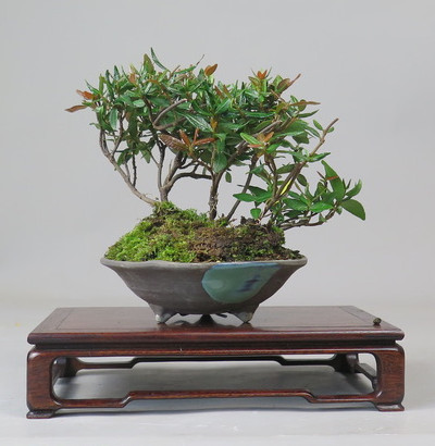 Bonsai de Trachelospermum