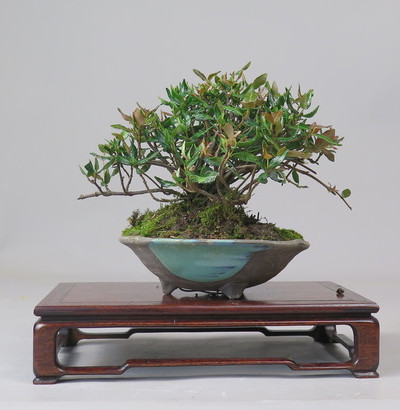 Bonsai de Trachelospermum