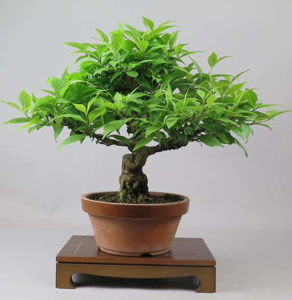 Bonsai de Callicarpa