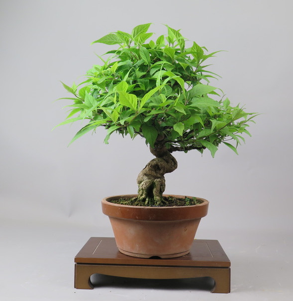 Bonsai de Callicarpa