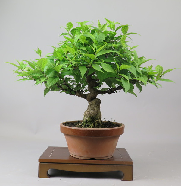 Bonsai de Callicarpa