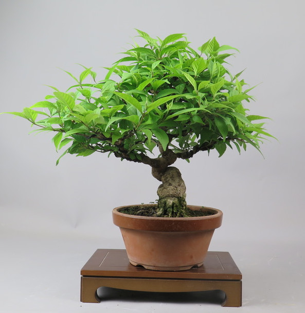 Bonsai de Callicarpa