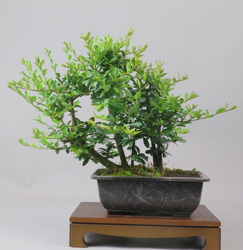 Bonsai de Ligustrum