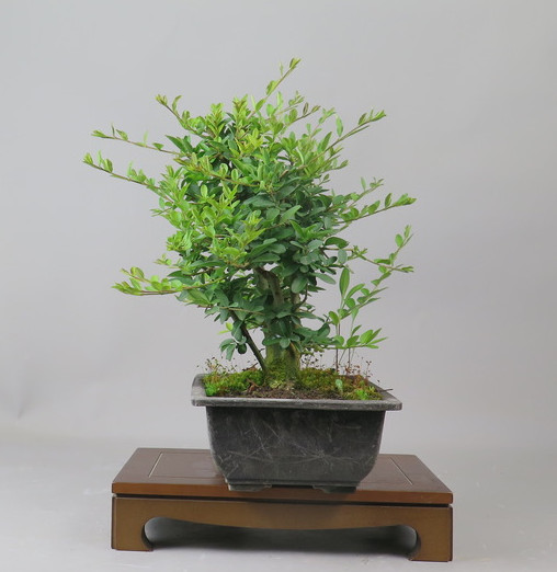 Bonsai de Ligustrum