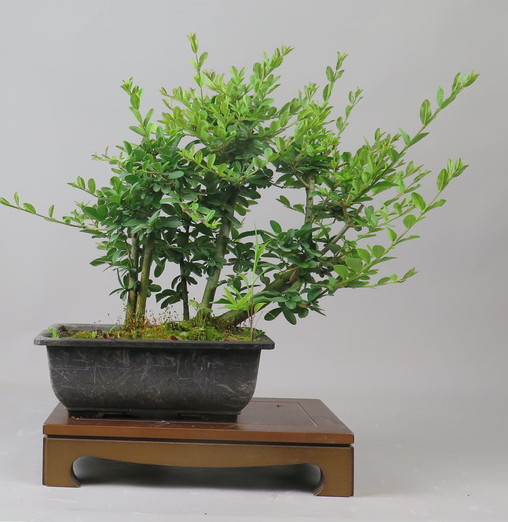 Bonsai de Ligustrum