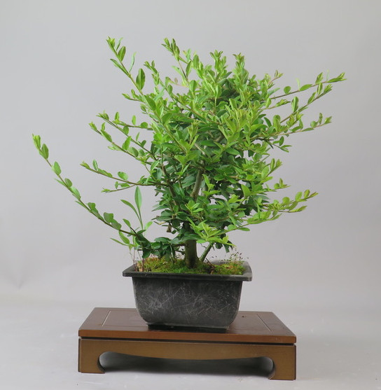 Bonsai de Ligustrum