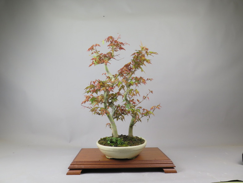 Bonsai de Acer palmatum