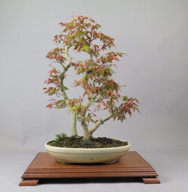 Bonsai de Acer palmatum