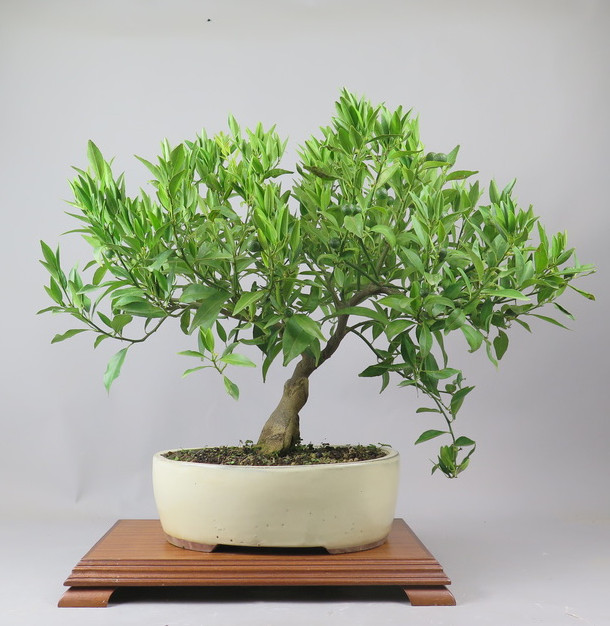 Bonsai de Mandarino