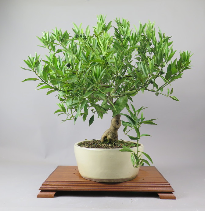 Bonsai de Mandarino