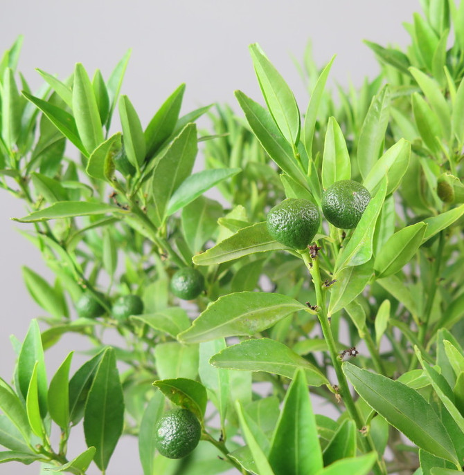 Bonsai de Mandarino