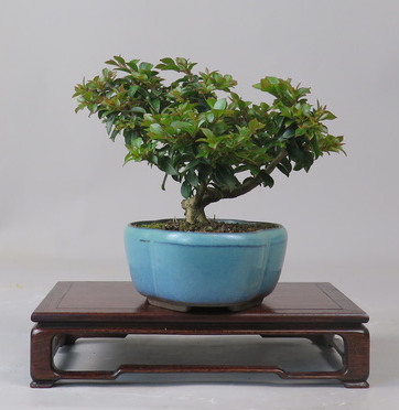 Bonsai de Lagerstroemia