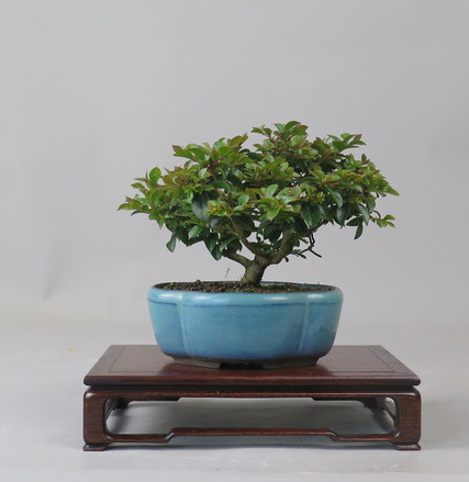 Bonsai de Lagerstroemia