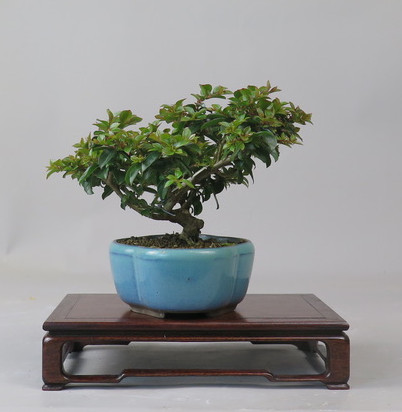 Bonsai de Lagerstroemia