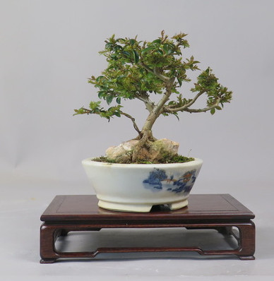 Bonsai de Lagerstroemia