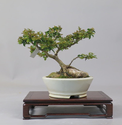 Bonsai de Lagerstroemia
