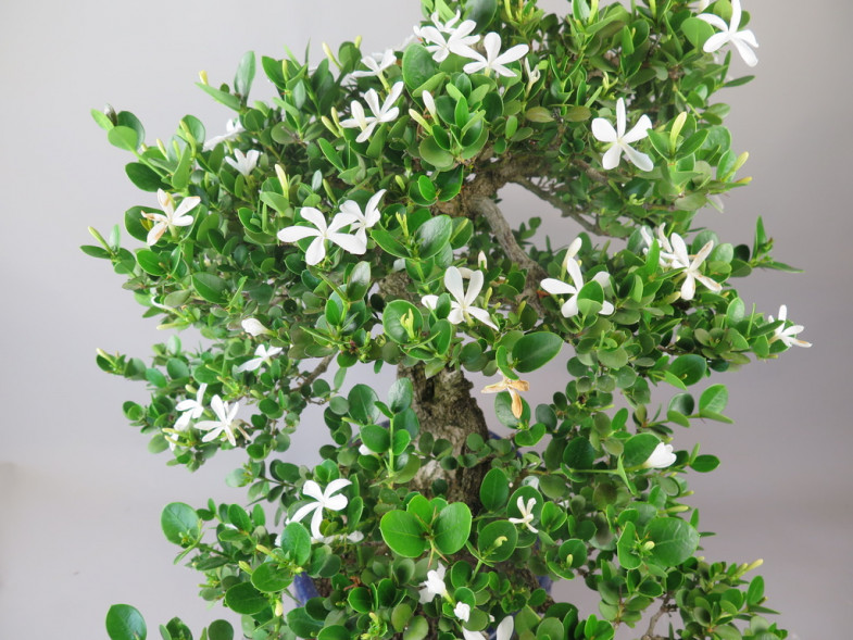 Bonsai de Carissa