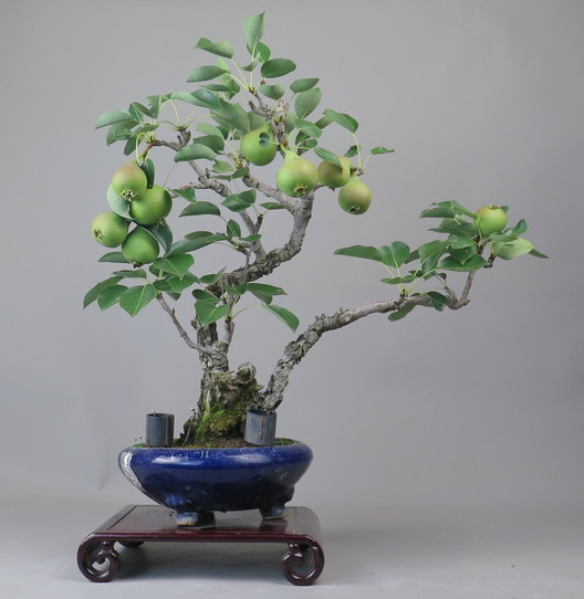 Bonsai de Peral