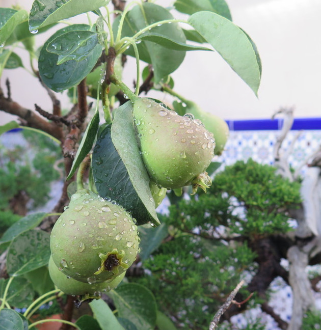 Bonsai de Peral