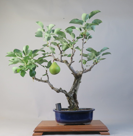 Bonsai de Peral