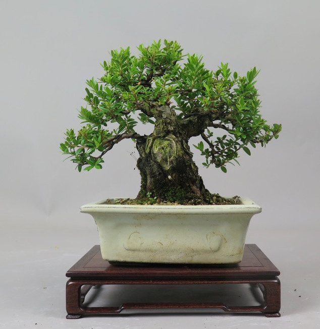 Bonsai de Mirto