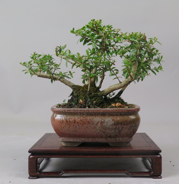 Bonsai de Mirto