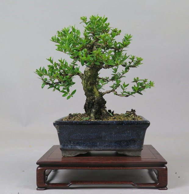 Bonsai de Mirto